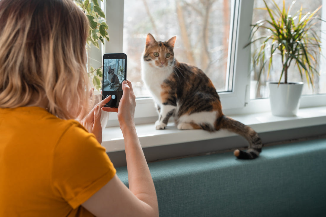 How to Take the Best Pet Photo for Your Custom Embroidered Hoodie