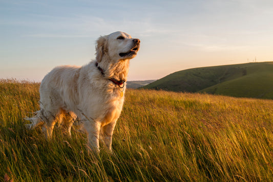 How to Create a Custom Pet Memorial Sweatshirt to Honor Your Beloved Companion